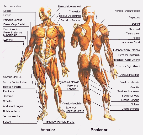 anatomy.gif (86335 bytes)